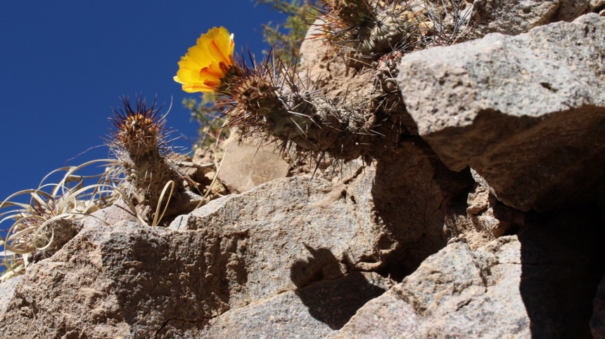 Fotografía 4 de Turismo Desierto Aventura Iquique en Iquique, Tarapaca
