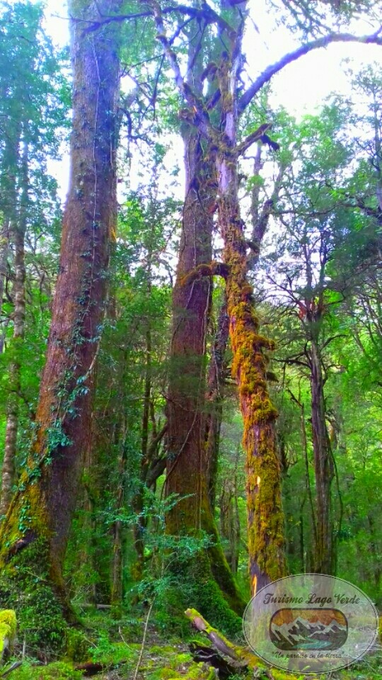 Fotografía 5 de Ven a conocer un paraíso en la tierra...  en Lago Verde, Aysen