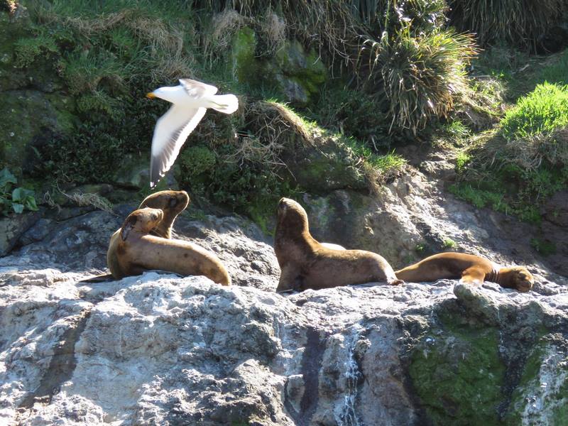 Chiloe Austral Turismo & Aventura en Ancud, Los Lagos