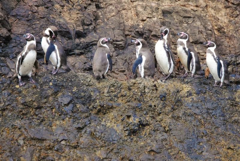 Fotografía 7 de Chiloe Austral Turismo & Aventura en Ancud, Los Lagos