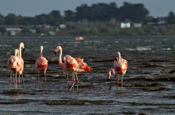 Fotografía 6 de www.sailpatagonia.com en Ancud, Los Lagos