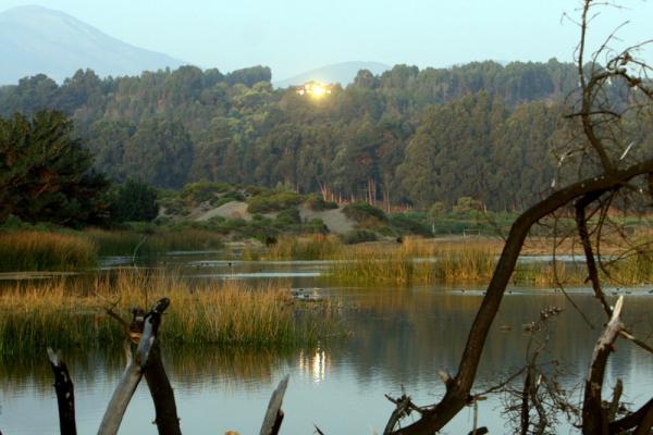 Fotografía 4 de Alojamiento en Playa, campo, bosques y humedal en Concon, Valparaiso