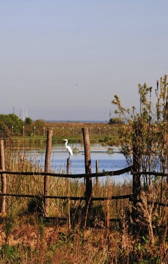 Fotografía 12 de Alojamiento en Playa, campo, bosques y humedal en Concon, Valparaiso