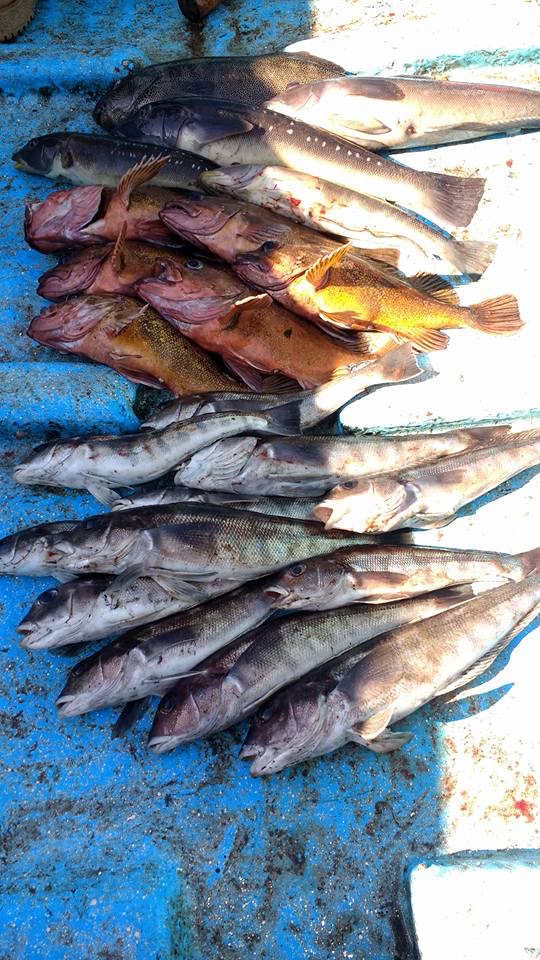 Fotografía 5 de Pesca en la bahía de Concón en Concon, Valparaiso
