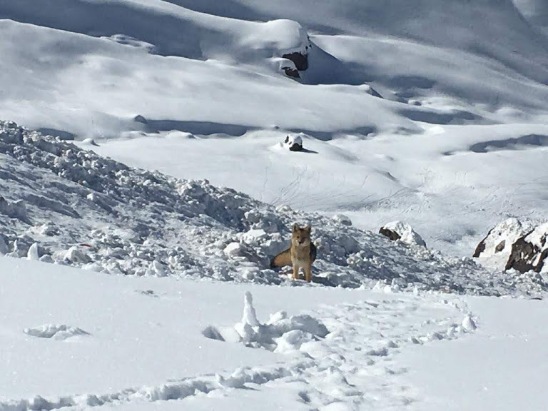 Fotografía 3 de Andes Moutain - Valle Nevado  en Santiago, Metropolitana