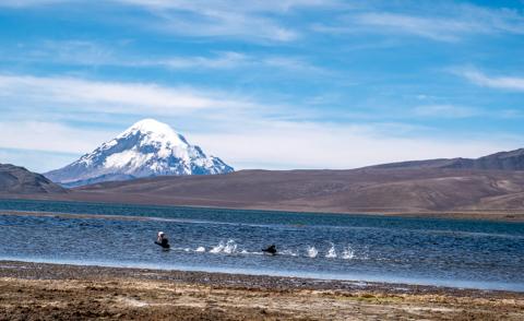 Fotografía 2 de Tour en el Parque Nacional Lauca dos días. en Arica, Arica Y Parinacota