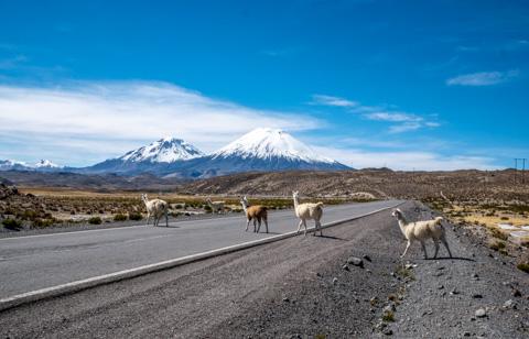 Fotografía 6 de Tour en el Parque Nacional Lauca dos días. en Arica, Arica Y Parinacota