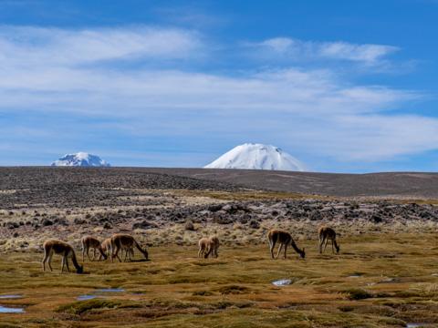 Fotografía 11 de Tour en el Parque Nacional Lauca dos días. en Arica, Arica Y Parinacota