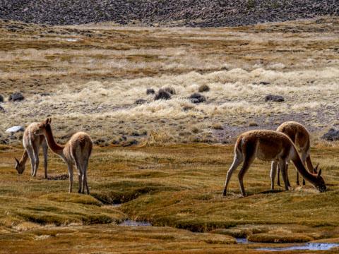 Fotografía 12 de Tour en el Parque Nacional Lauca dos días. en Arica, Arica Y Parinacota