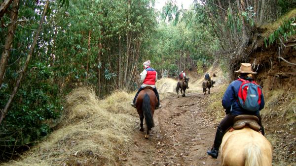 Fotografía 4 de Cabalgatas Guiadas por campo, bosque, playa y dunas en Concon, Valparaiso