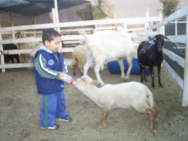 Fotografía 7 de GRANJA EDUCATIVA TURÉSTICA LLUTA ZOOPARK en Arica, Arica Y Parinacota