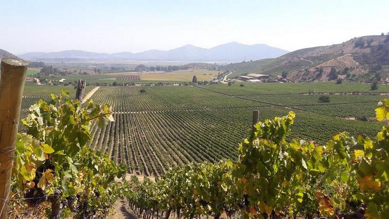 Fotografía 10 de Tours en Viña Chocalín, desgustacion de vinos en Melipilla, Metropolitana