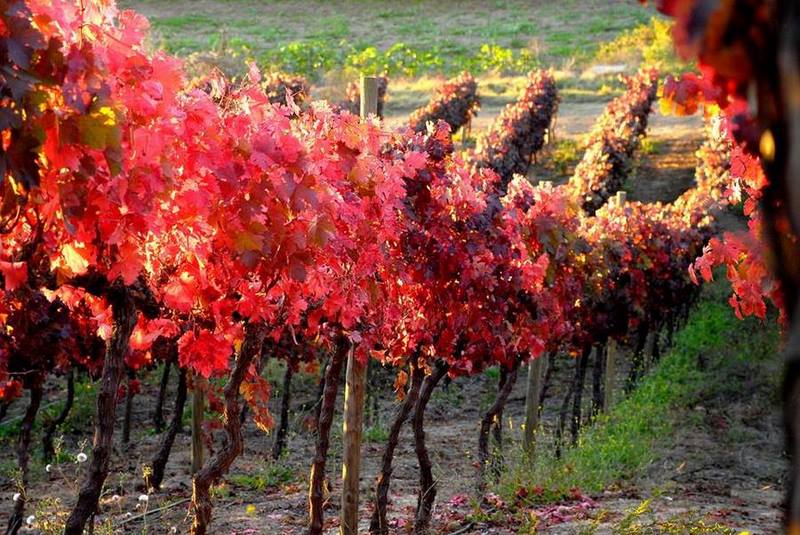 Fotografía 3 de Tours en Viña Chocalín, desgustacion de vinos en Melipilla, Metropolitana