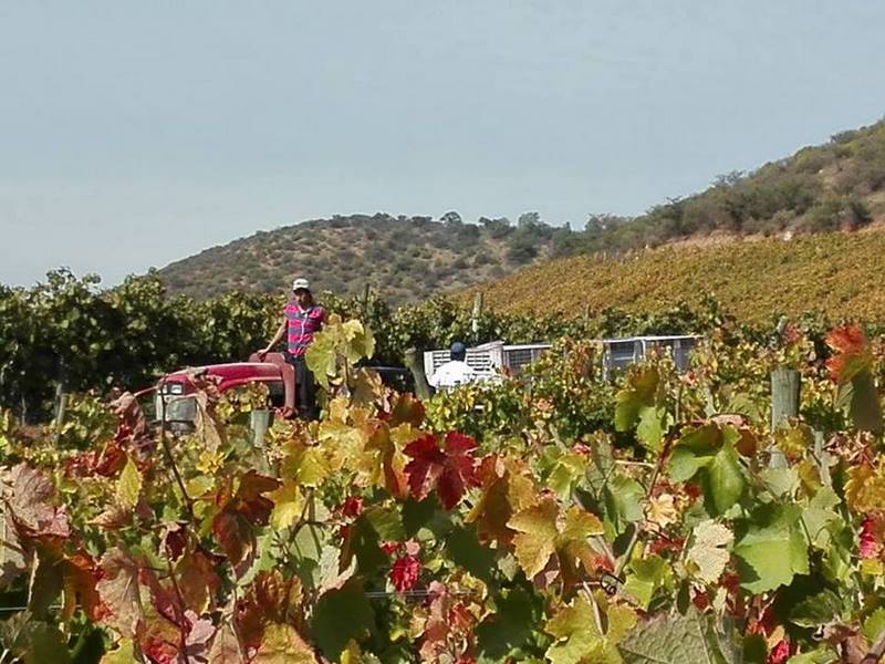 Fotografía 5 de Tours en Viña Chocalín, desgustacion de vinos en Melipilla, Metropolitana