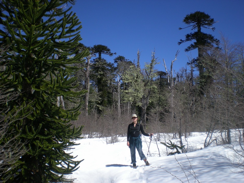Fotografía 4 de Hiking Santuario El Cañi & Termas Huife  en Pucon, Araucania