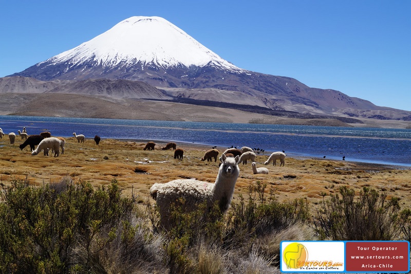 Fotografía 5 de Lago Chungarí en Arica, Arica Y Parinacota