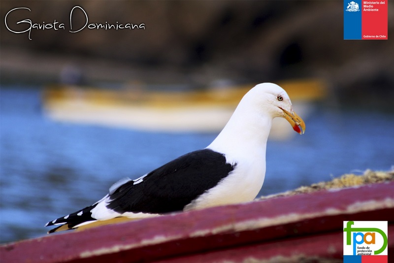 Fotografía 6 de Paseos Nauticos Lafen Mapu en San Juan De La Costa, Los Lagos