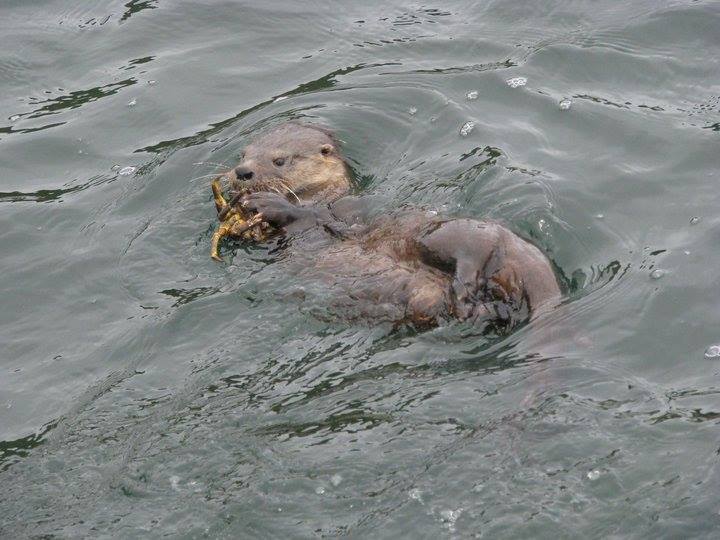 Fotografía 2 de Excursiones Pinguineras Chiloí en Ancud, Los Lagos