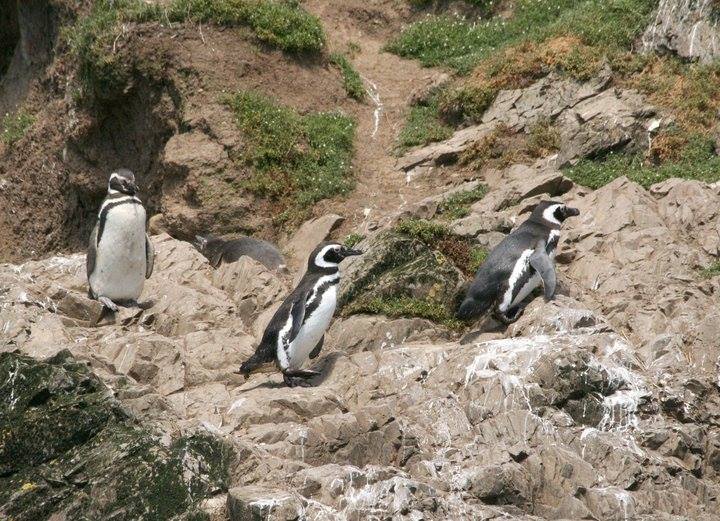 Fotografía 4 de Excursiones Pinguineras Chiloí en Ancud, Los Lagos