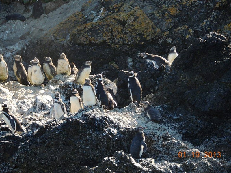 Fotografía 6 de Excursiones Pinguineras Chiloí en Ancud, Los Lagos