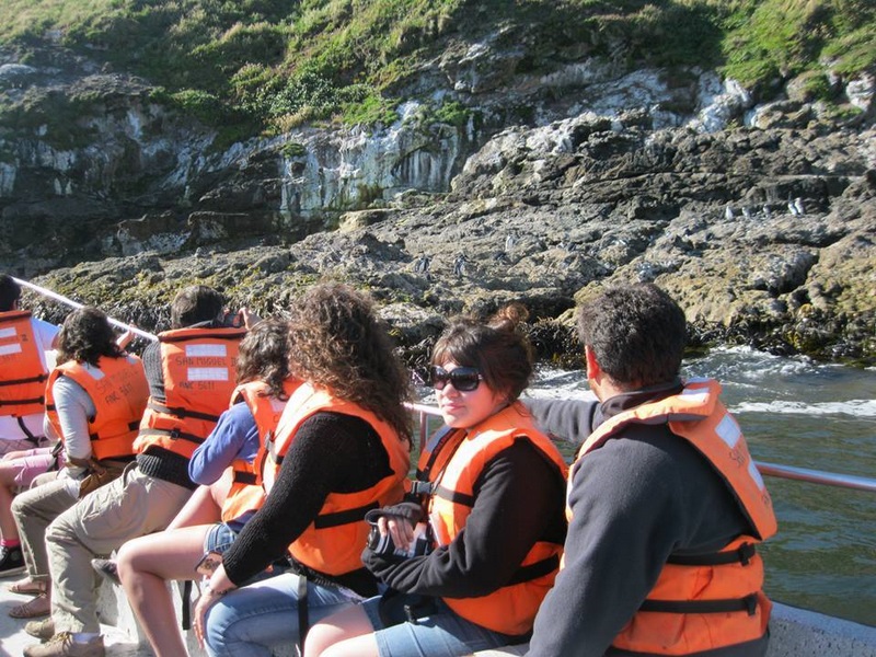 Fotografía 8 de Excursiones Pinguineras Chiloí en Ancud, Los Lagos