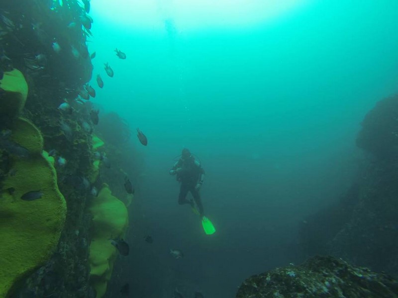 Fotografía 11 de Escuela de Buceo Pleamarsub Tongoy Coquimbo en Coquimbo, Coquimbo