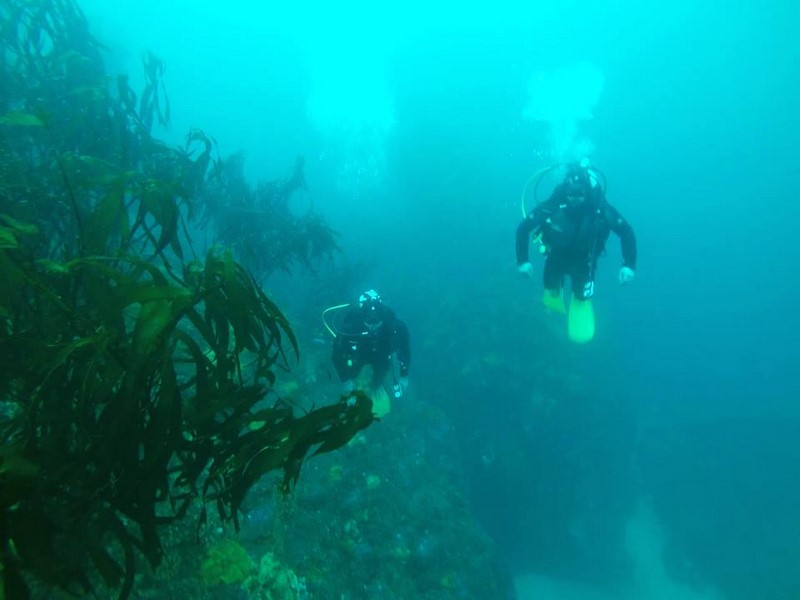 Fotografía 16 de Escuela de Buceo Pleamarsub Tongoy Coquimbo en Coquimbo, Coquimbo