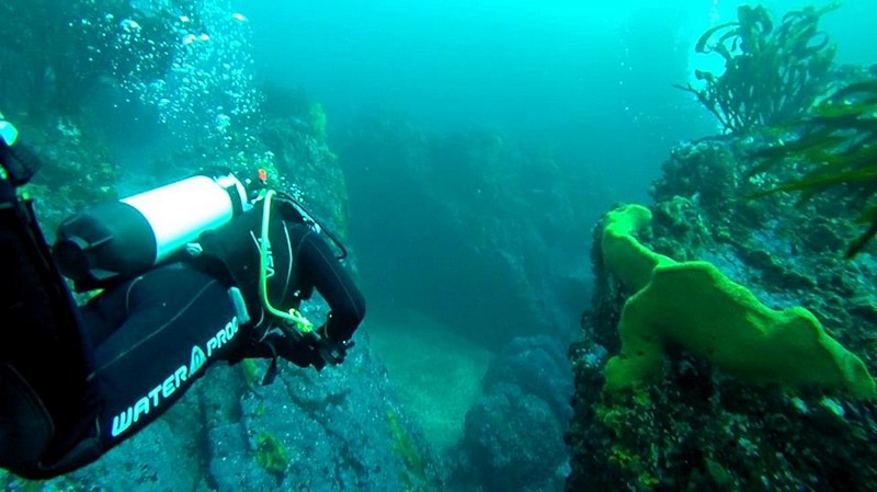 Fotografía 8 de Escuela de Buceo Pleamarsub Tongoy Coquimbo en Coquimbo, Coquimbo