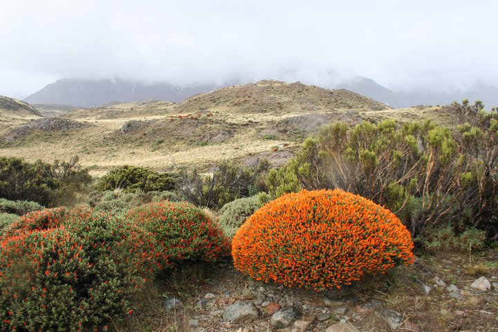 Fotografía 2 de Cabañas en Cochrane, Aysen en Cochrane, Aysen