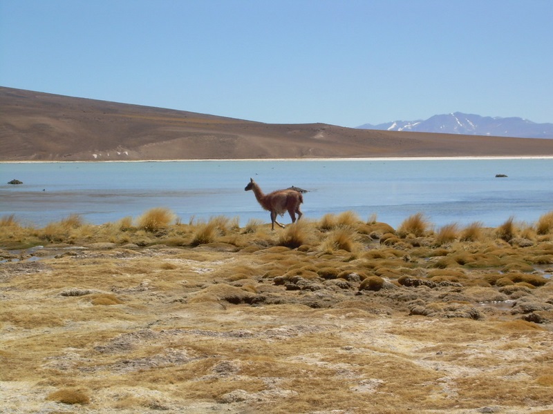 Fotografía 5 de Tours Laguna Verde - Laguna Santa Rosa y Volcín Ojos del Salado en Copiapo, Atacama