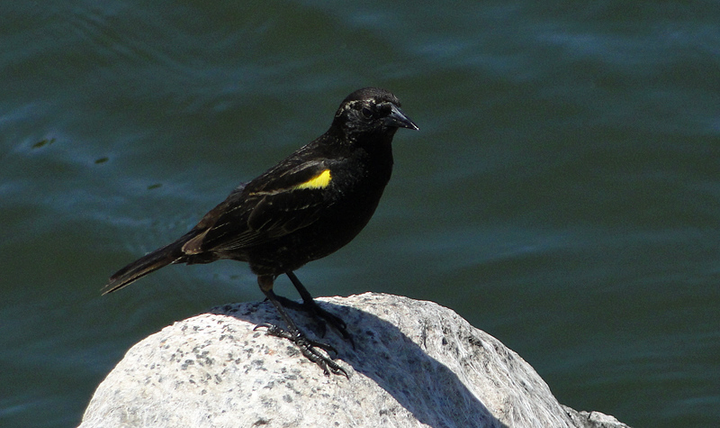 Fotografía 6 de Observación de Aves / Birdwatching en Viña Del Mar, Valparaiso