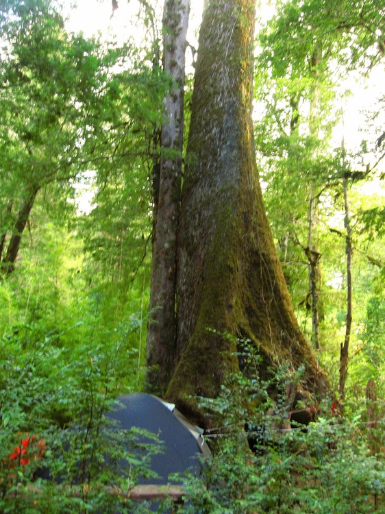 Fotografía 6 de Camping Olga Parque Nacional Huerquehue en Pucon, Araucania