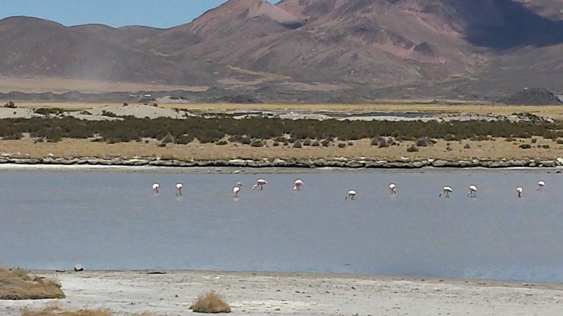 Fotografía 2 de Programas de Turismo en Arica y el Altiplano Chileno en Arica, Arica Y Parinacota