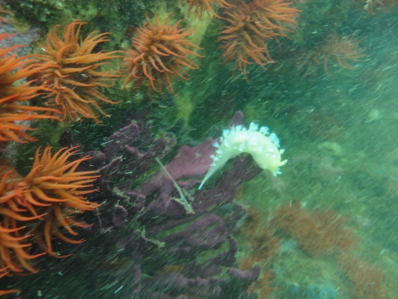Buceo en Caleta Chome, Hualpen Talcahuano en Concepcion, Bio Bio
