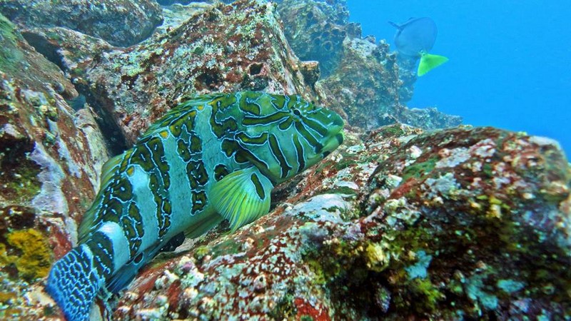 Fotografía 11 de Buceo en Caleta Chome, Hualpen Talcahuano en Concepcion, Bio Bio