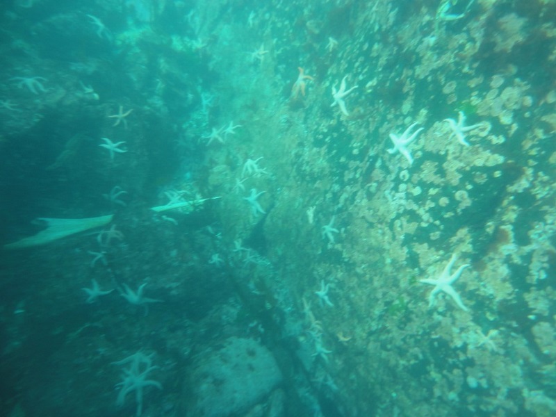 Fotografía 2 de Buceo en Caleta Chome, Hualpen Talcahuano en Concepcion, Bio Bio