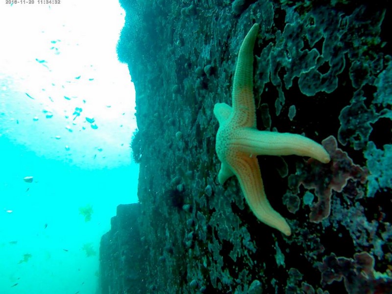 Fotografía 18 de Buceo en Caleta Chome, Hualpen Talcahuano en Concepcion, Bio Bio