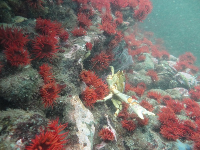 Fotografía 7 de Buceo en Caleta Chome, Hualpen Talcahuano en Concepcion, Bio Bio