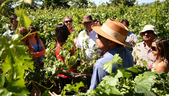 Fotografía 5 de Tours de Vinos - Valle de Colchagua en Santa Cruz, Ohiggins
