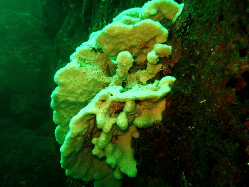 Fotografía 6 de Buceo en Pichidangui... conoce el Mantra de bucear junto a nosotros. en Los Vilos, Coquimbo
