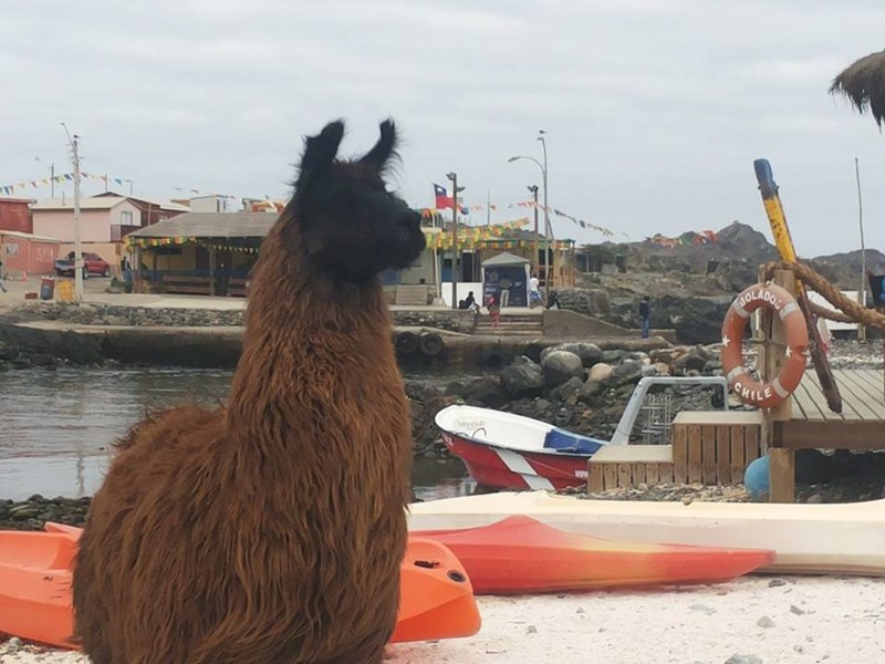Fotografía 7 de Punta de Choros Alojamiento juvenil Piezas full equipadas pasos playa en La Higuera, Coquimbo