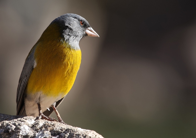 Avistamiento de aves - Birdwatching en Puerto Varas, Los Lagos
