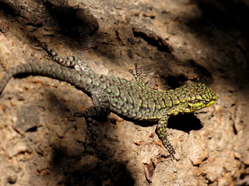 Fotografía 12 de Ecoturismo Curacautin en Curacautin, Araucania