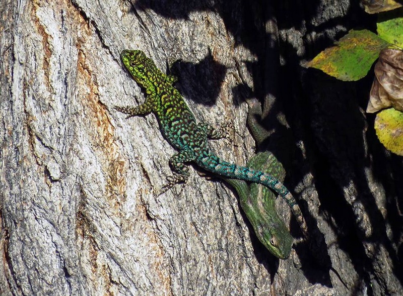 Fotografía 6 de Ecoturismo Curacautin en Curacautin, Araucania