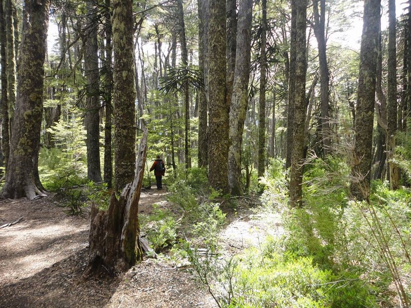 Fotografía 7 de Ecoturismo Curacautin en Curacautin, Araucania