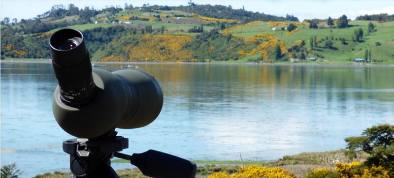Fotografía 5 de Avistamiento de Aves en Castro, Los Lagos
