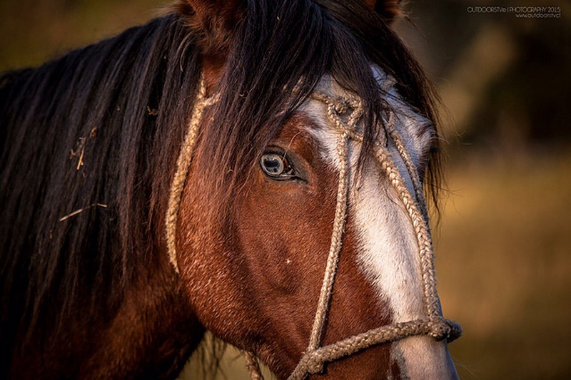 Fotografía 13 de Cabalgatas Puerto Natales en Puerto Natales, Magallanes