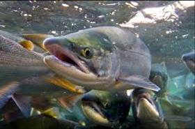 Fotografía 2 de Pesca con Mosca, Armería y Caza Deportiva en Temuco, Araucania