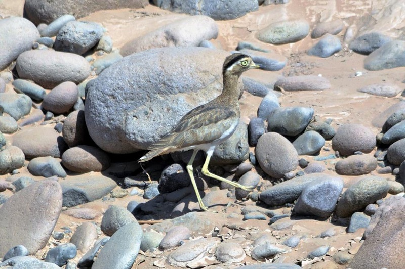 Fotografía 8 de Birdwatching Costa Altiplano en Arica, Arica Y Parinacota
