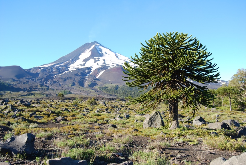 Treeking - Pesca con Mosca en la Araucania en Curacautin, Araucania